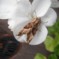 Angle Shades Moth on White Perlagonium