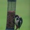 Woodpecker return